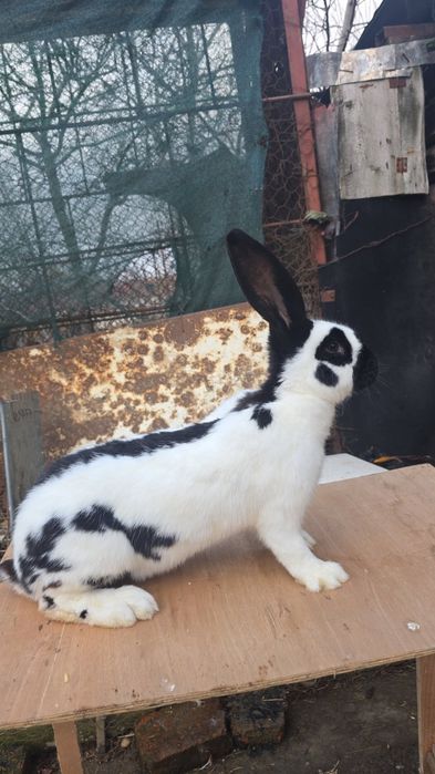 Femela fluture german