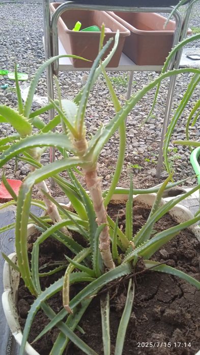 Распродажа. Почти даром.