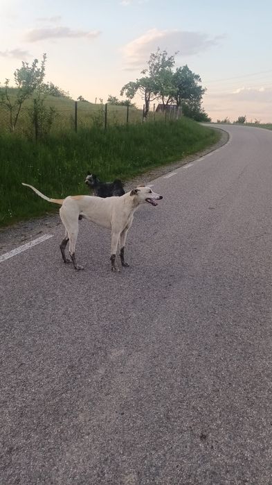 Vand animal de companie