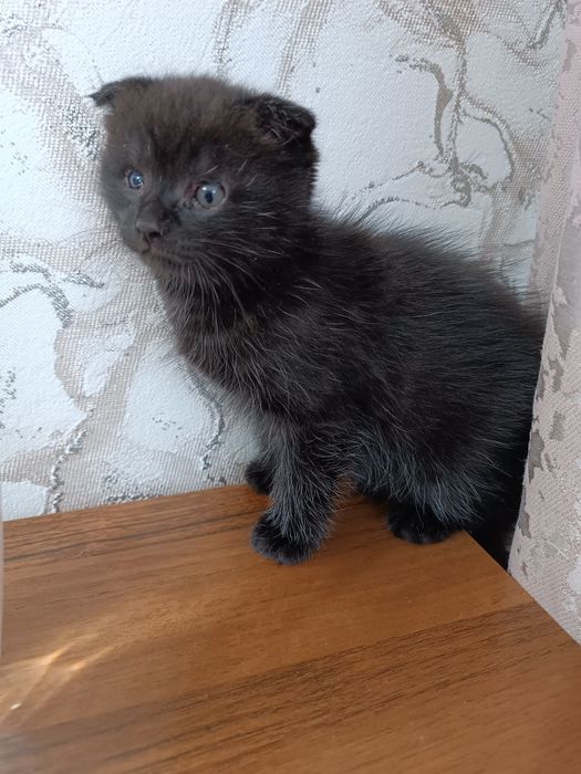 Отдам бесплатно вислоухих котят