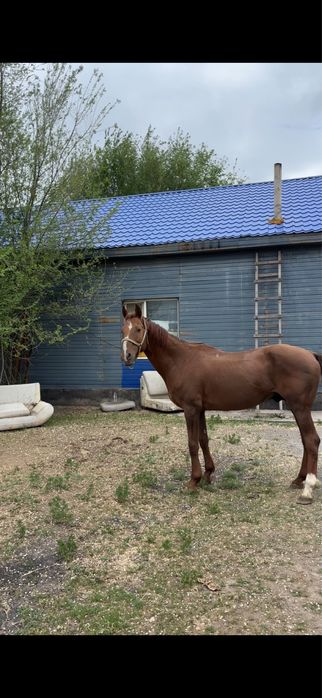 англо-дончак айгыр