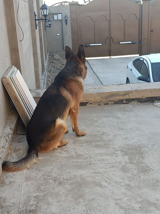 Вязка немецкой овчарки кобель