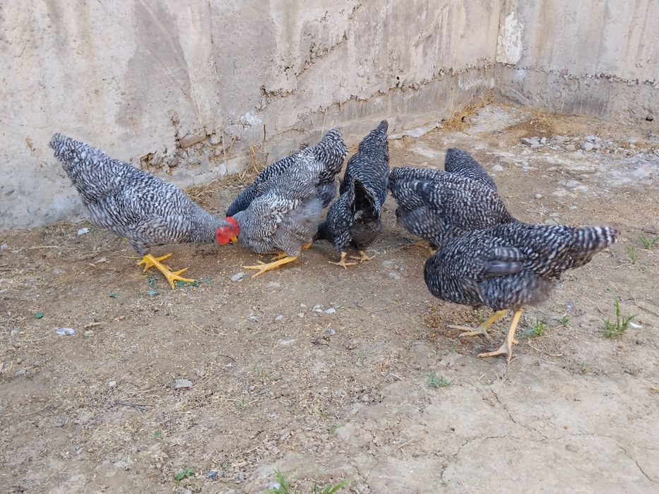 Amroks va pilamutra sotiladi