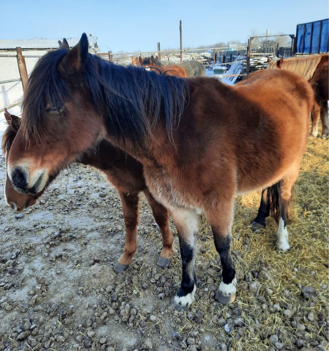 5 голов. По 650.