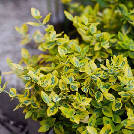 Butasi Laur englezesc, Leylandii, Euonymus, Photinia, Hortensie, rasad