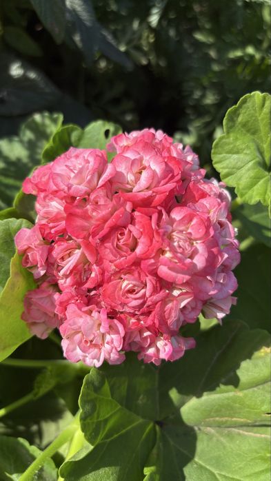 Пеларгония Grainger’s Antique Rose