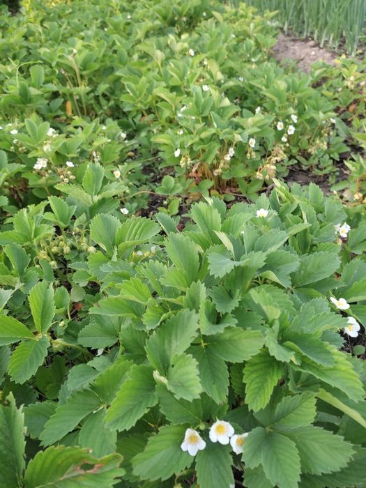 Продам дачу на 16 км идеал