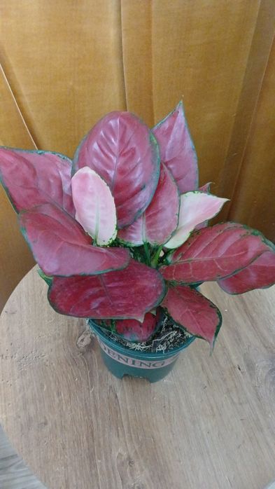 Антуриум комнатные цветы