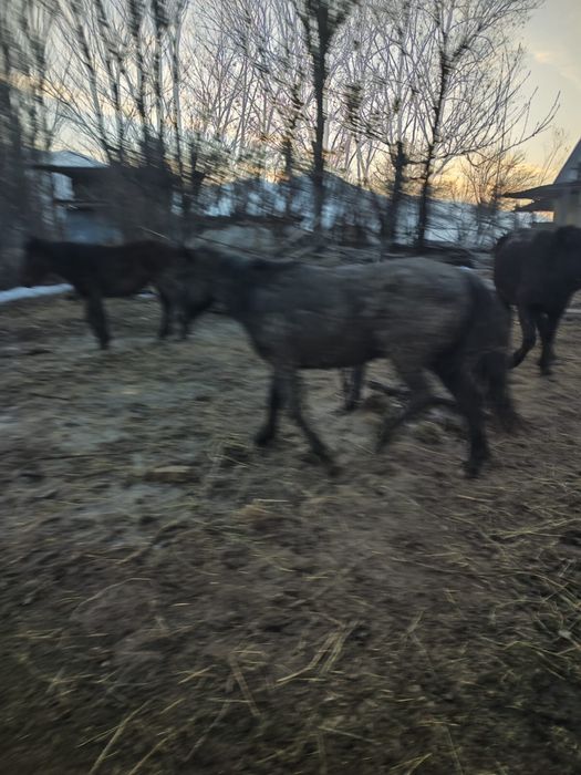 Лошади жеребые и нежеребые молодые