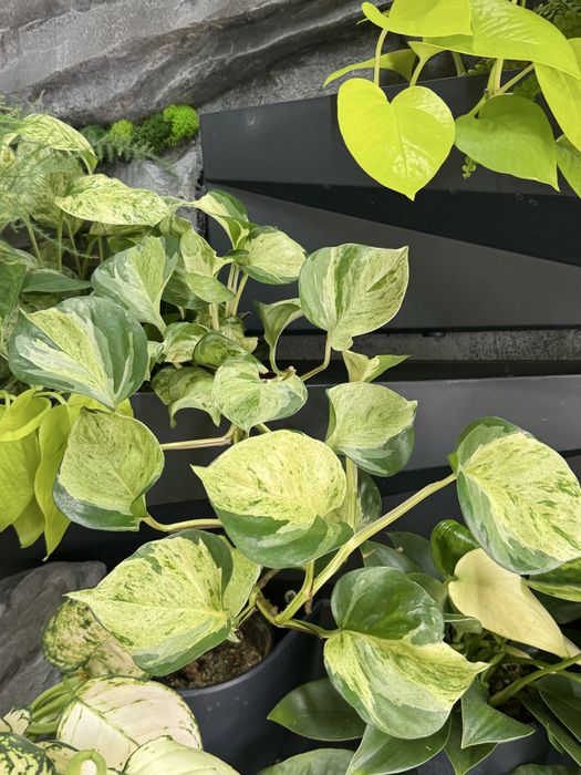 Сингониум Мохито, эпипремнуи