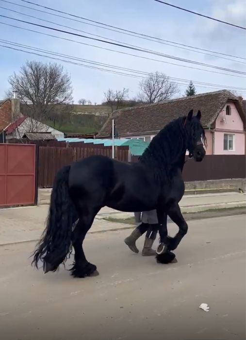 Mânza Friesian/Frizian
