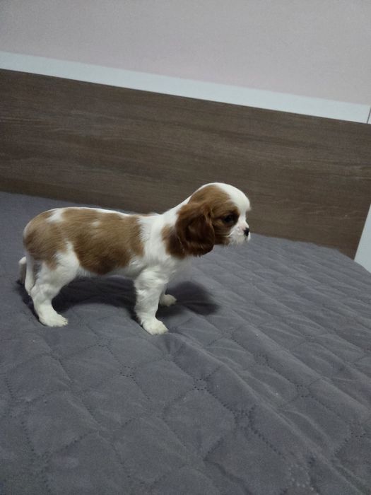 Кавалер Кинг Чарлз Шпаньол