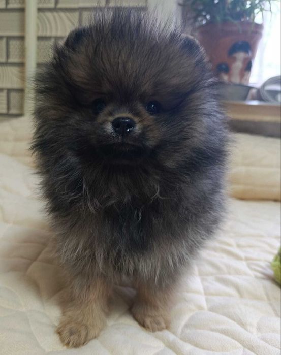 Очень красивые щенки породы Шпиц.