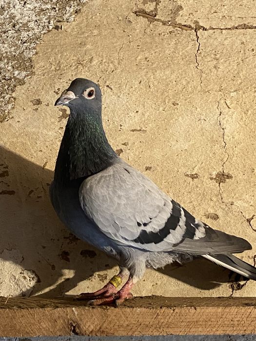 Vând sau schimb 15 porumbei voiajori