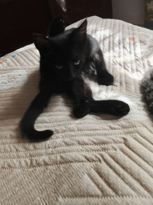 Отдам в добрые руки котят.