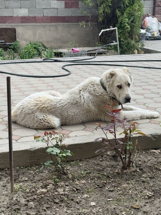 Отдам алабая в добрые руки