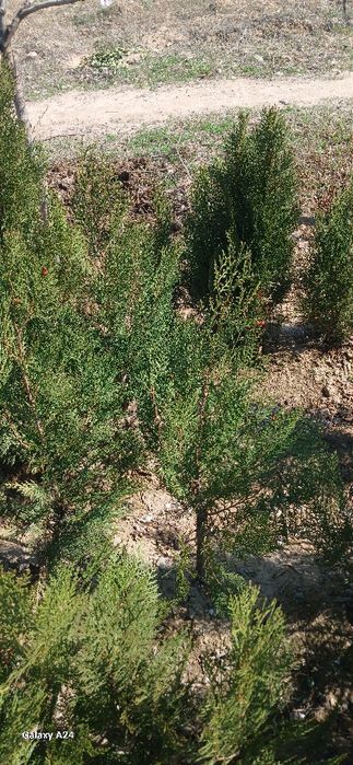 Archa bo'yi 30smdan 1 metrgacha optom narxda sotiladi .donasi 20ming