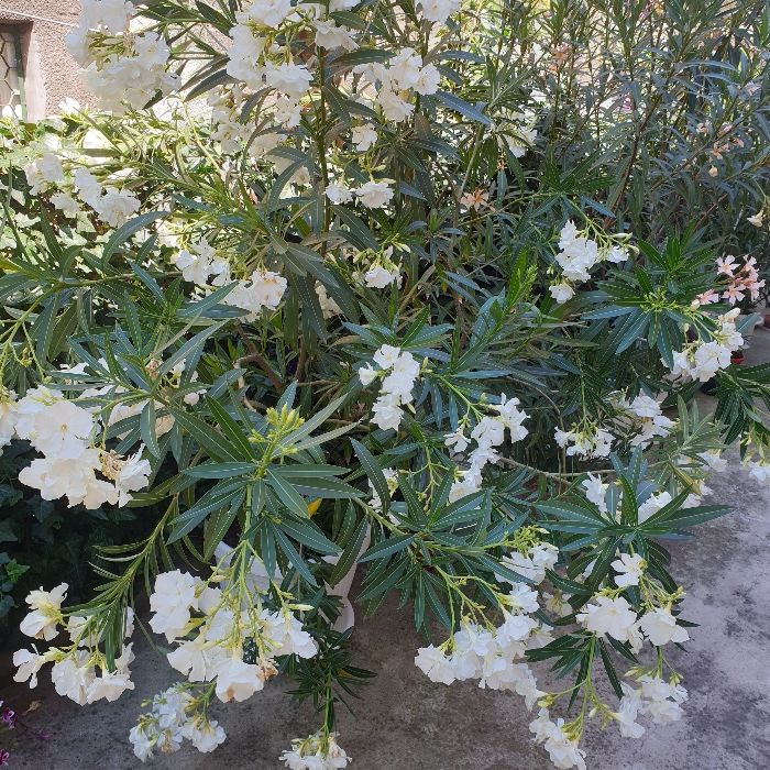 Олеандър Зокум Лян / Nerium oleander,