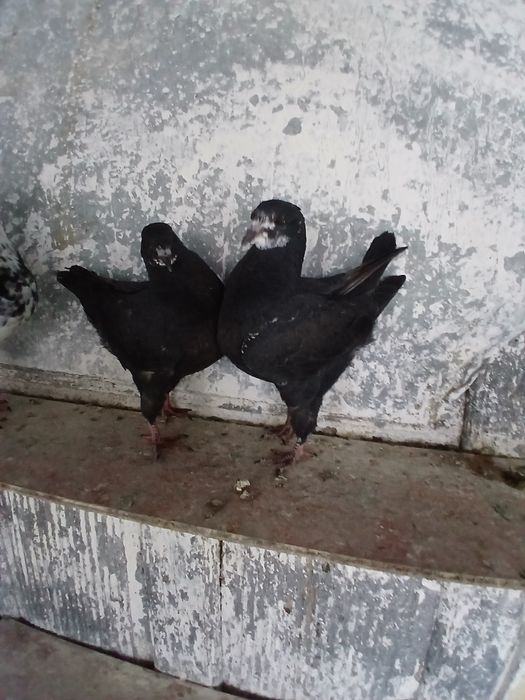 Porumbei kingi scurti pestriti