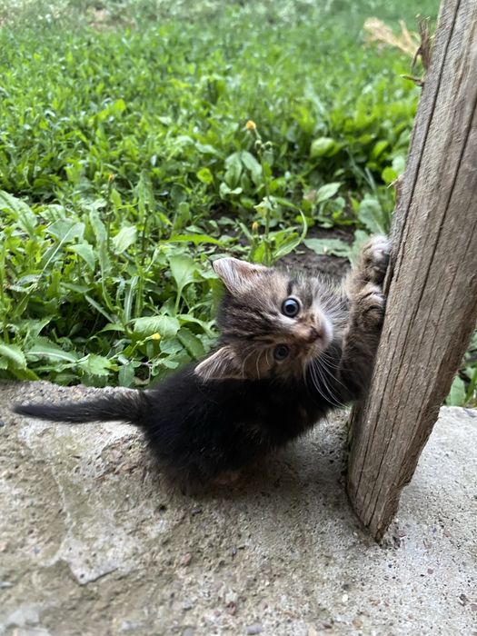 отдам котят в добрые руки
