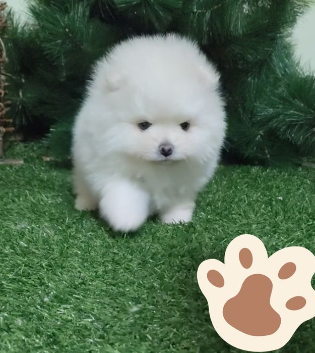 Маленькие пушистики