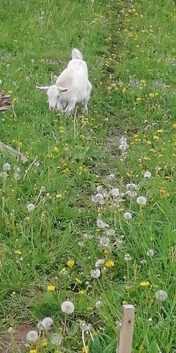 Iediță de rasa Saanen-albă