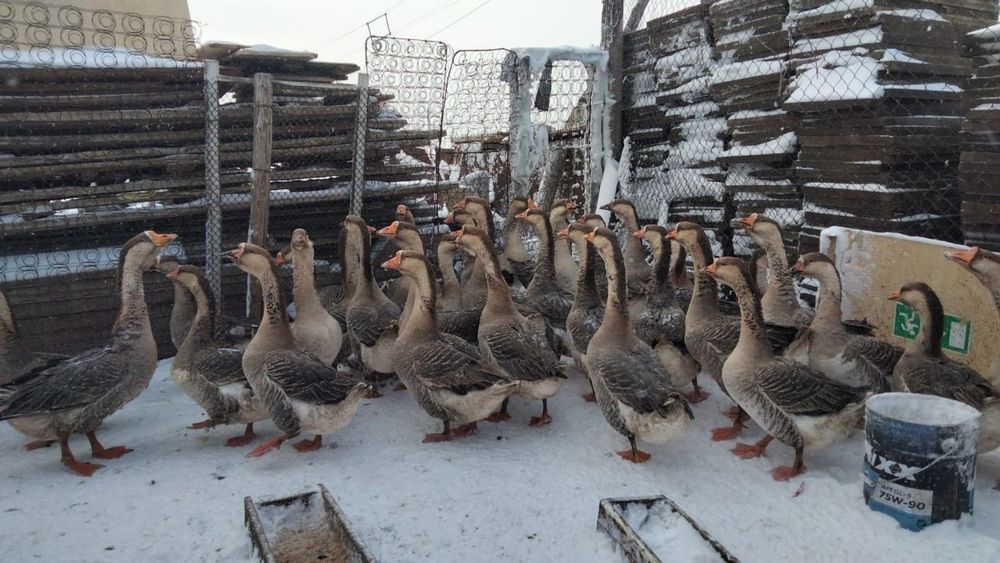 Продам гусей,қаз сатылады.
