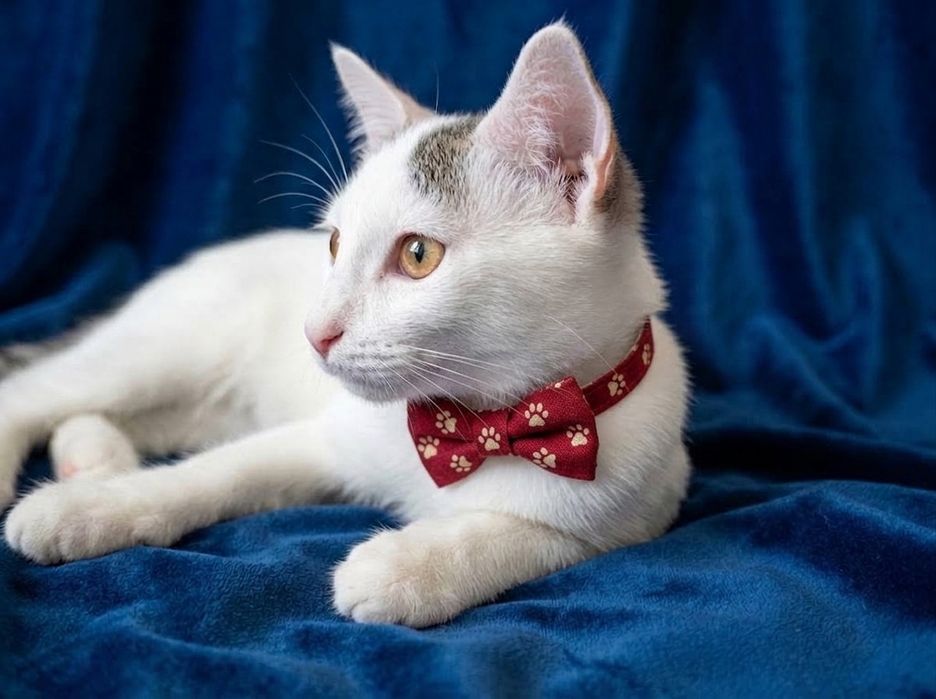 Котик интеллигент