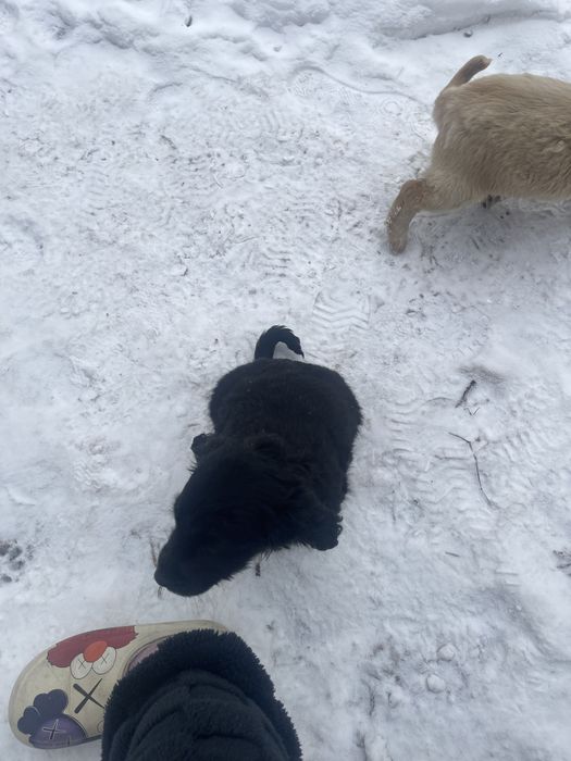 Отдам в добрые руки щенят