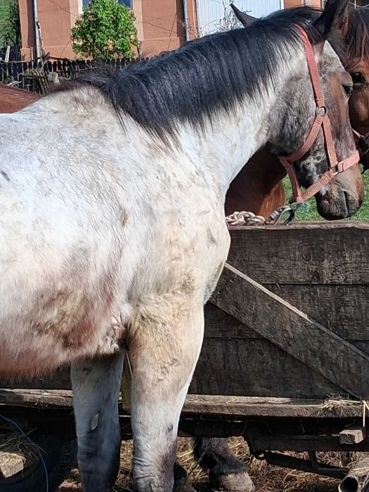 manz bland bun la caruta