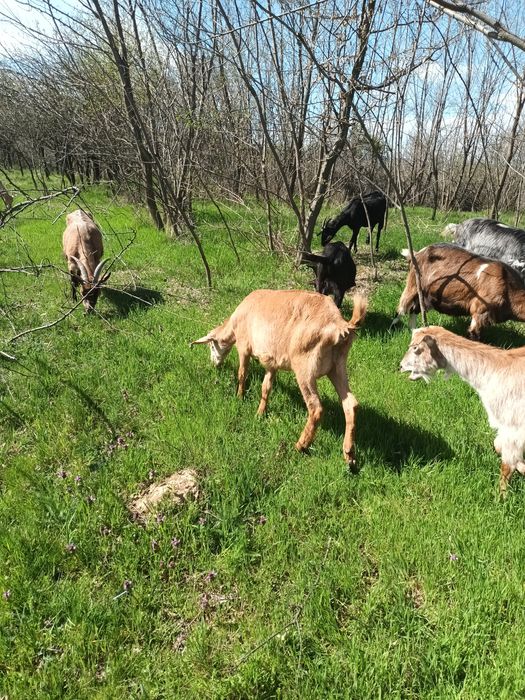 Vând capră cu 2 iedute