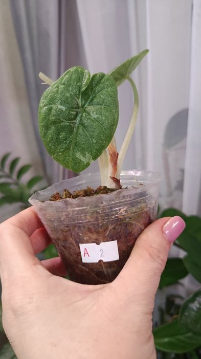 Продам комнатные цветы