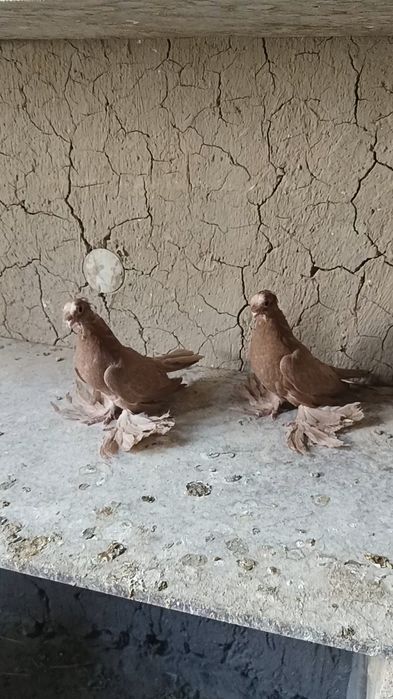 Голуби желтые пискуны.