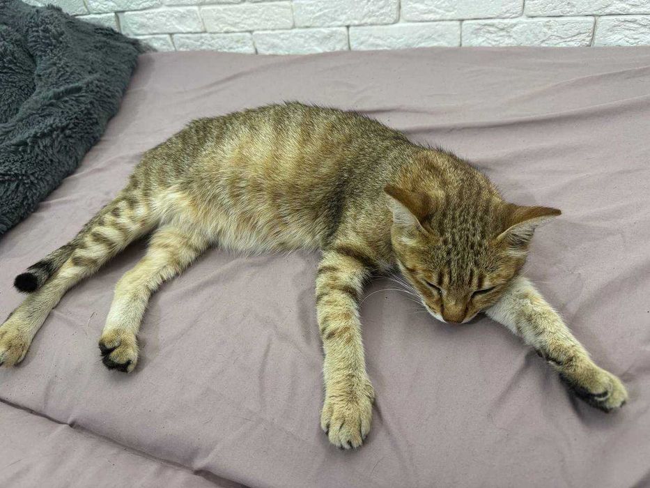 Молодая кошечка ищет дом