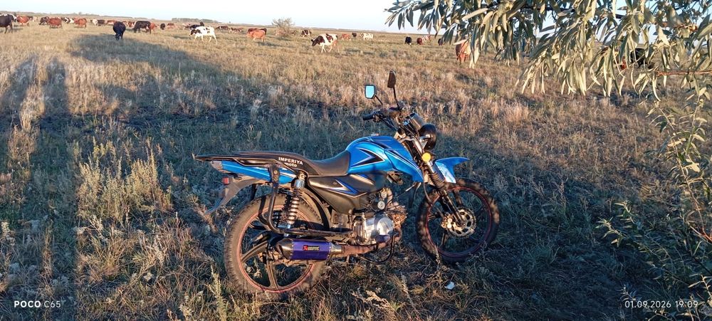 альфа спорт 125 кубов