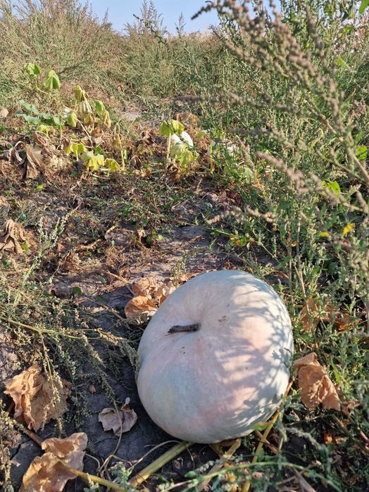 Dovleci de vanzare