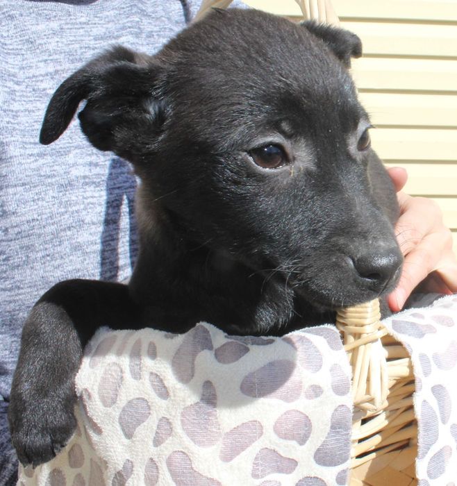 С любовью отдам на радость вам