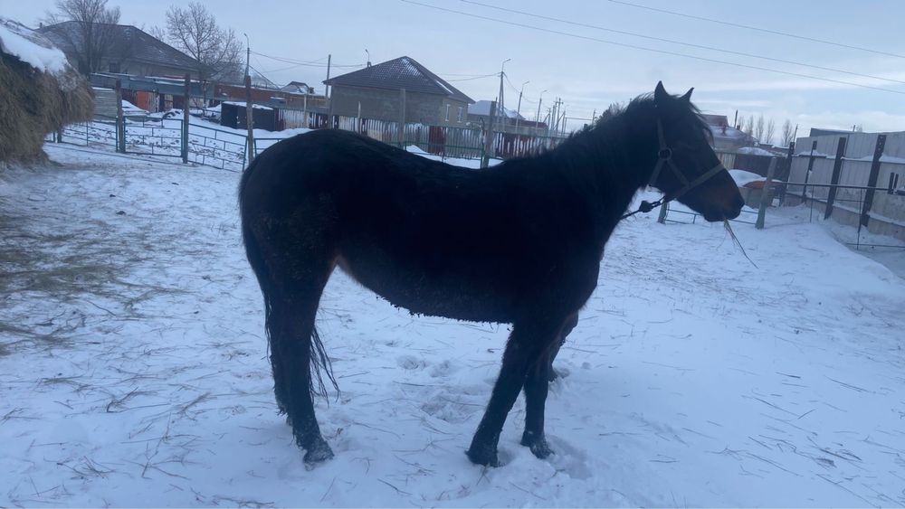 Семиз бие 7 жасар