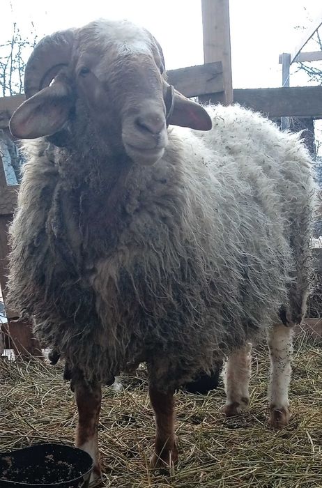 Berbec awassi avas pentru prăsilă