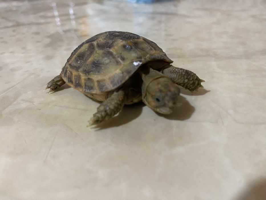 Черепаха toshbaqa bolasi sotiladi