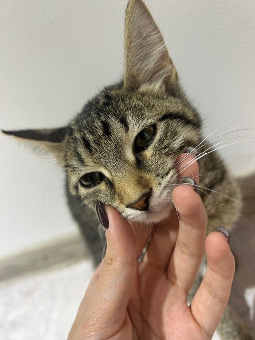 Котик в добрые руки