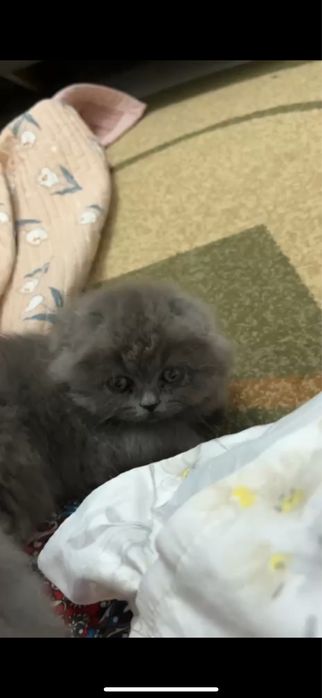 Кошка скоттиш фолд продаются