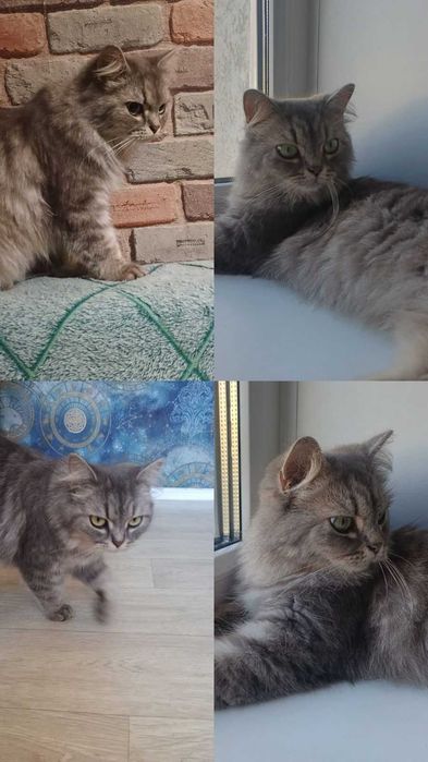 Кошечке нужен дом! Срочно!