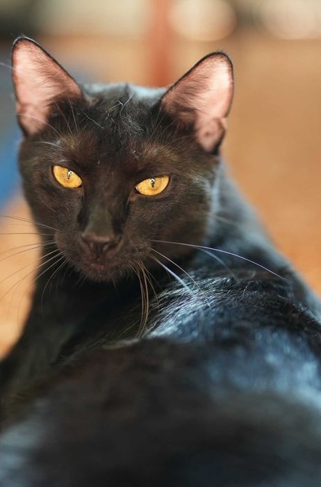 Motan Blacky castrat negru stralucitor