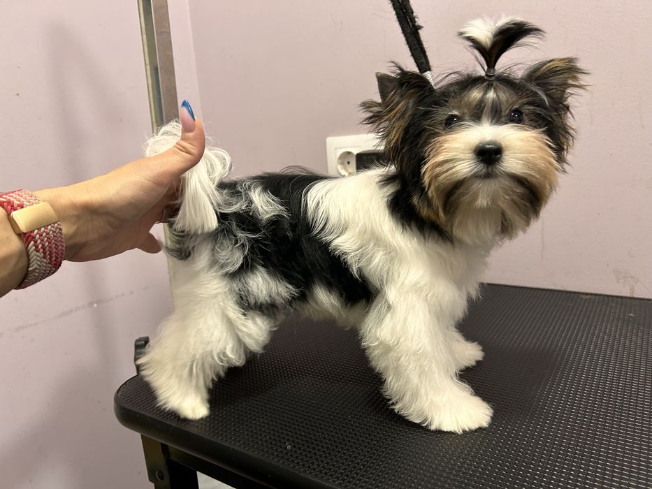 Biewer Yorkie/Бивър