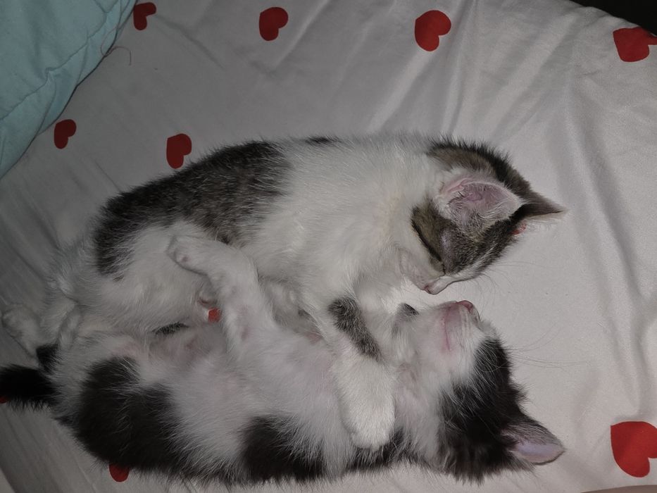 2 котят этап взросления,