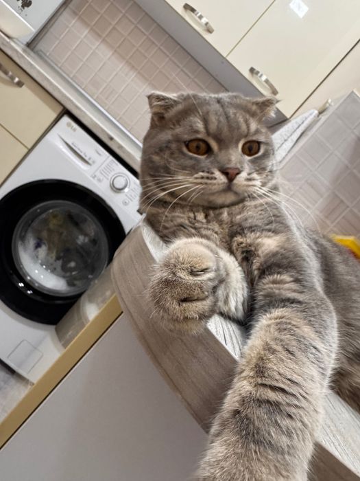 Пропал кот . Мальчик . Юнусабад