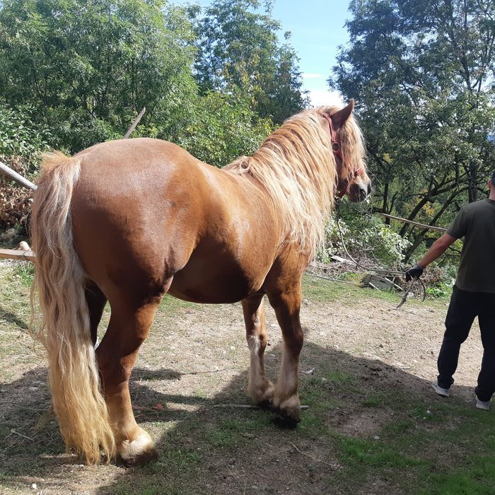 Armasar 4 ani și mânza 3 ani de vanzare sau schimb cu mașină