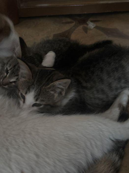 отдаю добрых котят!