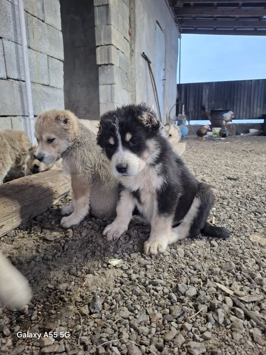 Алабай күшік сатылады